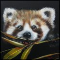 Roter Panda 2; Acryl auf Leinwand;
80 x 80 cm